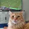 fangirlscreams profil fotoğrafı