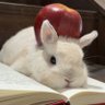 i Bunnyy 🍋🪿🌧️'s profile picture