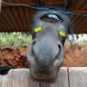 Profilbild von chupacu cavalisteu ⁽ᵍᵒᵃᵗ⁾