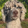 Profilbild von Zilius.MP3
