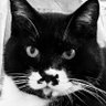 tad.naka's profile picture