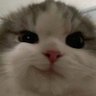 • 𝙡𝙞𝙡 𝙋𝙪𝙢𝙥𝙠𝙞𝙣 🐾♡ profil fotoğrafı