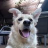 ๐พ Mr. Doggy ๐พ ๐'s profile picture