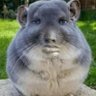 Smartest hamster profil fotoğrafı