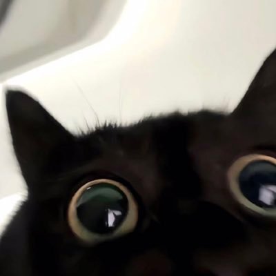Pumpkin's profile picture