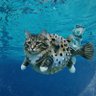 FishBallCat profil fotoğrafı