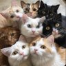 Profilbild von دنيا 🐈😸