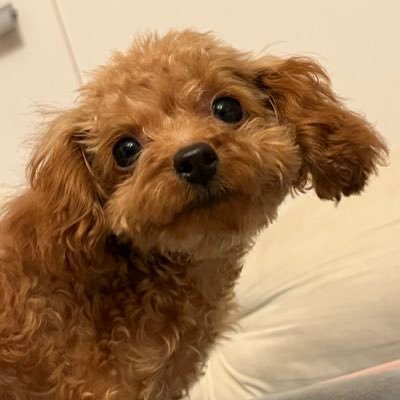 미금이's profile picture