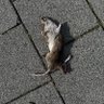 Фото профиля 路边死老鼠