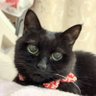 くろねこ 10/4 矢出沢川・黄金沢川の勉強会（特定都市河川）@上田市中央公民館's profile picture