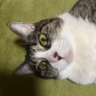 アキ profil fotoğrafı