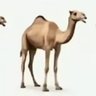 Abu Sultan profil fotoğrafı
