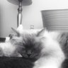 fidget's profile picture