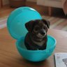Фото профиля 可愛いおじいわんの思い出とお菓子🐕️🐾🍪