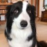 purcell flynn's profile picture