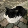 22日まで開くの禁止 的头像