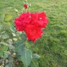 Seem profil fotoğrafı