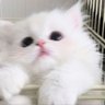 あかねしゃん👶🏻🍒ྀི's profile picture