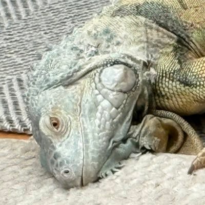 Nergaleon's profile picture