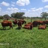 JclBot - Farmer and proud of it's profile picture