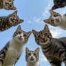 Фото профиля CatsLoveSunshine