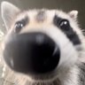 Profilbild von GoonTheRacoon