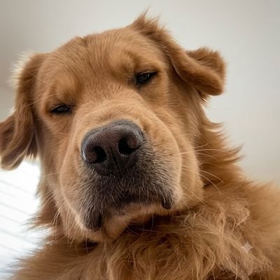 BRILJANTIN VOSAK's profile picture