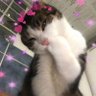 Nora Gray's profile picture