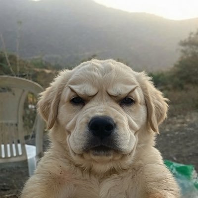 Ghøst's profile picture