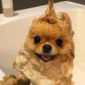 Kay 🐦 Dog era ig?'s profile picture