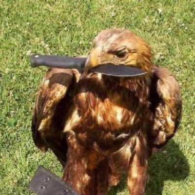 AscendedYield's profile picture