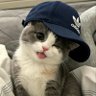 pacarlino 🐱 的头像