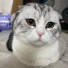 Indie Louwlou profil fotoğrafı