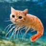 Profilbild von shrimpnet