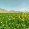 نیم فکر profil fotoğrafı
