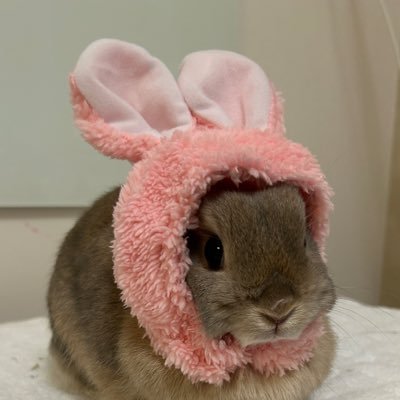 M Mうさぎ's profile picture