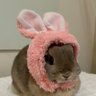 ももうさぎ🍑🐰's profile picture