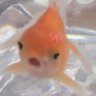IcyMoonFish profil fotoğrafı