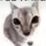 fafac𖦹's profile picture