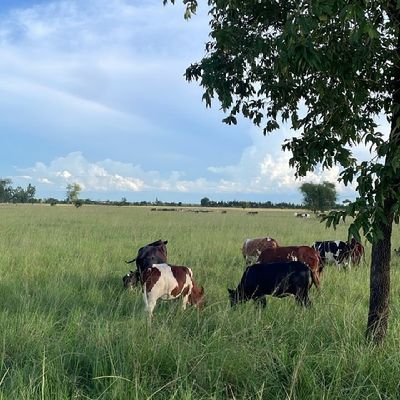 Rufungira256's profile picture
