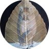 Profilbild von Antonio CORVEL