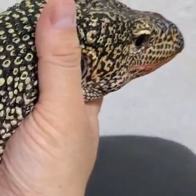 ちゃんねるおミズ(骨格飼育者)'s profile picture
