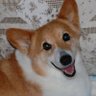 Profilbild von あっちこっち2