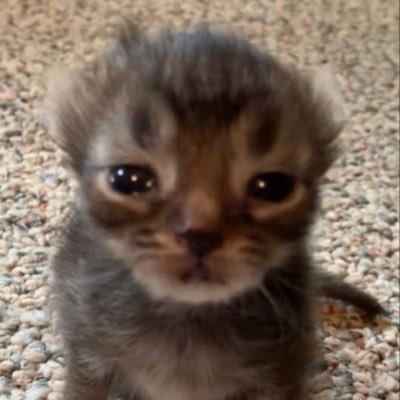 turukkukun's profile picture