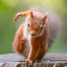Profilbild von TheSpyingSquirrel