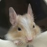 猿と人間のハーフ 的头像
