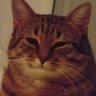 Profilbild von wise cat2