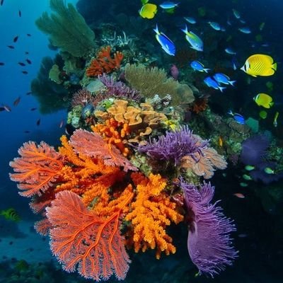 Ocean Diversity's profile picture