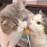 きつねこ 的头像