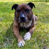 Profilbild von 🐶Pablo’s🐕 Shark 🦈 ⚡️🔋🇦🇺 🦘